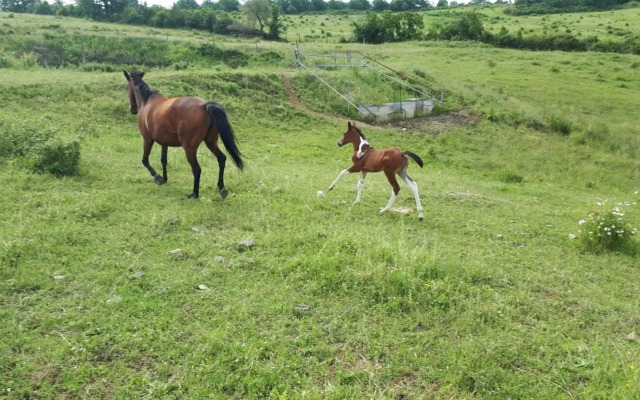 San Costanzo Appartamenti Vacanze