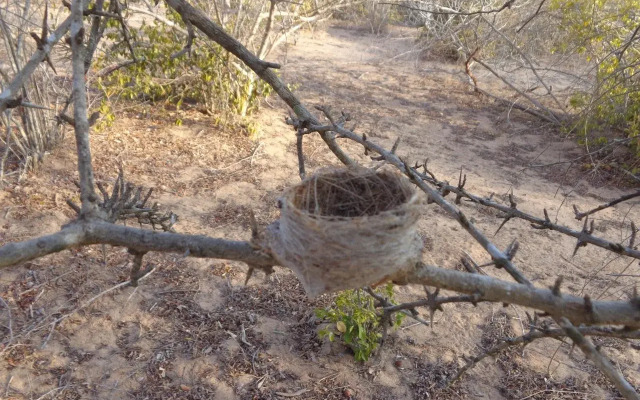Yala Bear Safari Camp Tents