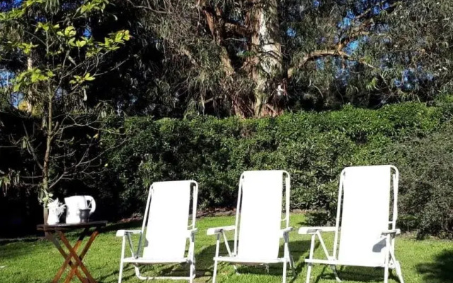 Bosque Peralta Ramos. Zorzales del Bosque