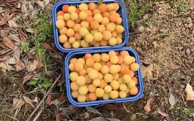 Old Village Chief Hostel