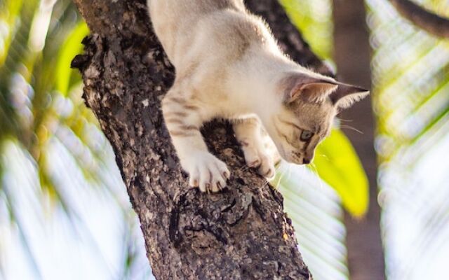 Gato do Mato Hostel & KitePoint