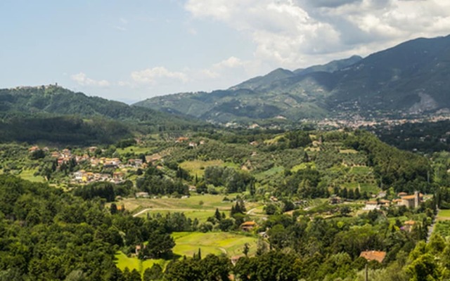 Tiglio Grillo
