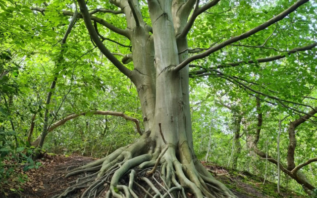 The Forester Schoorl