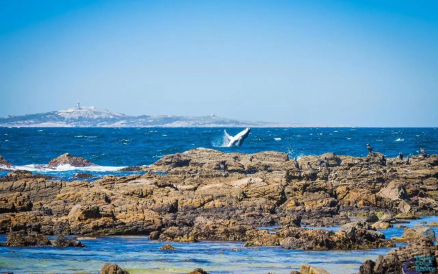 Cherrybush @ Mystery Bay