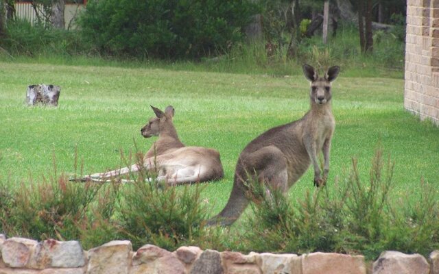Breakfast with the Kangaroos