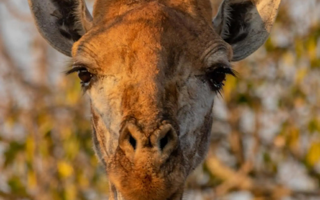 Panzi Lodge