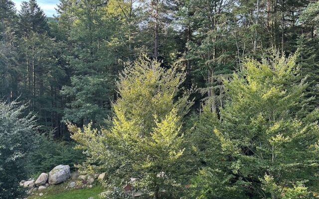 Coté Forêt Maison d'hôtes