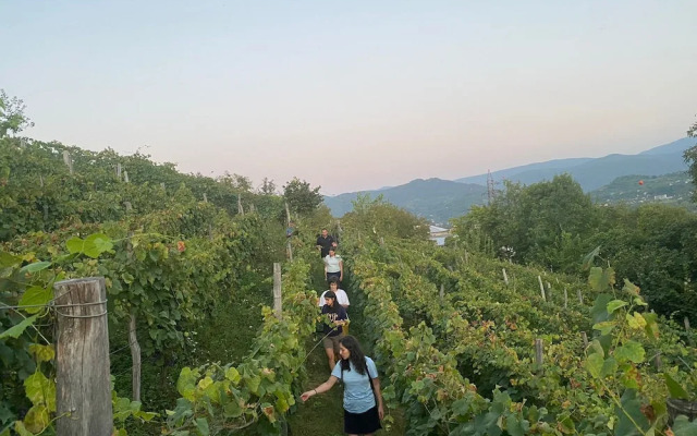 House in the Vineyard