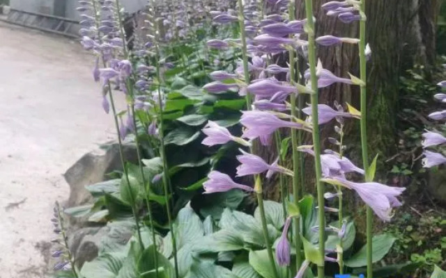 Shizhulinyoujubishushanzhuang