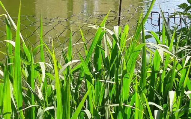 Zimmer und Apartment Rosi