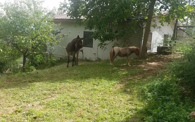 Agriturismo Tenuta del Daino
