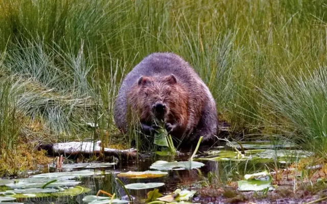 Landhaus Bernecker, Bay.W.