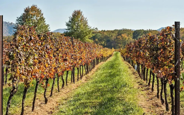 Afton Mountain Vineyards