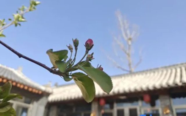 Beijing Old House Memory Homestay