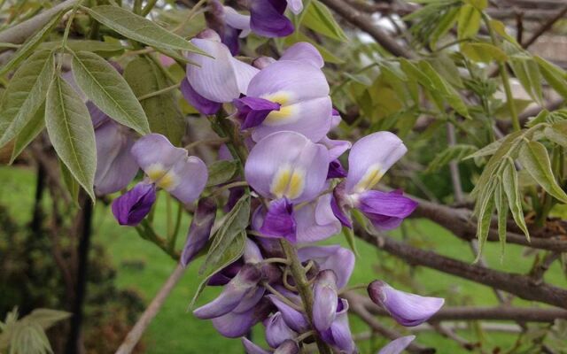 Lavender Heights Bed and Breakfast