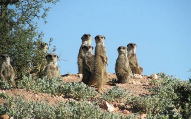 Buffelsdrift Game Lodge