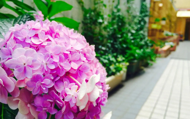 Sophiearth Hostel Tokyo