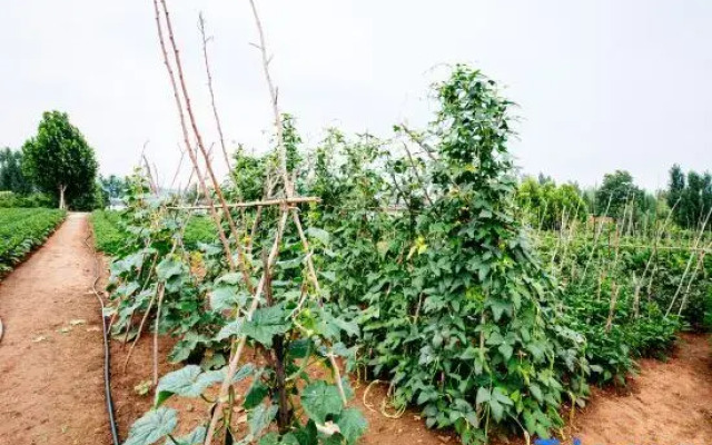 Qufu Shenghushanzhuang (Nishan Shengjing Luxuancun Scenic Area Store)