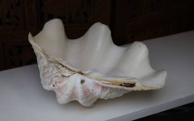 Calypso 603e - 1979015