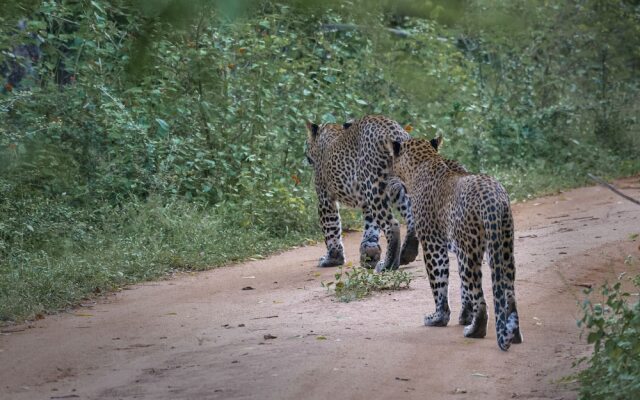 Funky Leopard Safari Lodge Bordering Yala National Park - Hostel