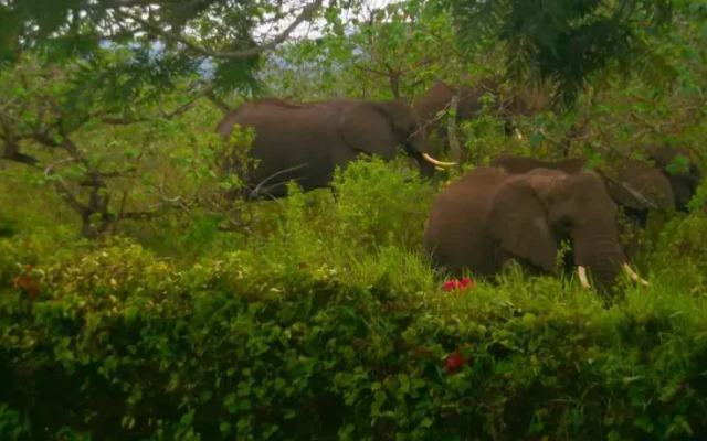 Meru Simba Lodge
