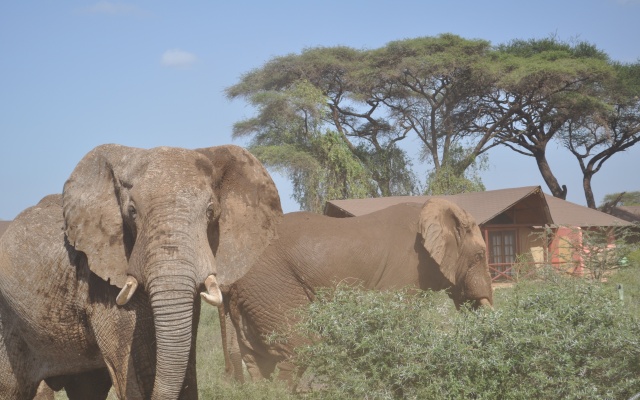 Kilima Safari Camp