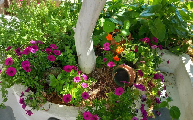 studio in garden