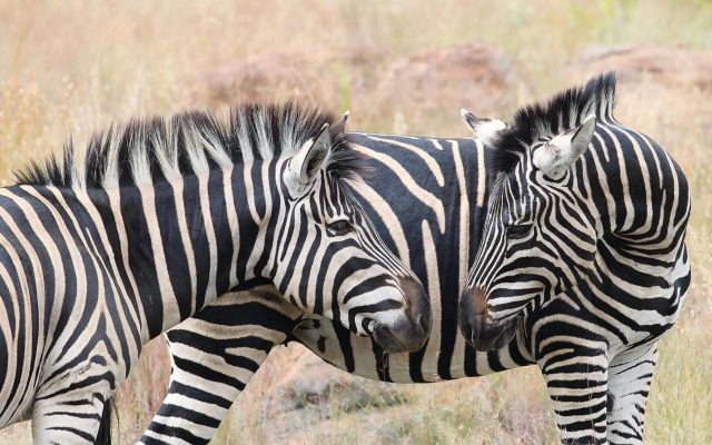 Zulu Camp at Shambala Private Game Reserve
