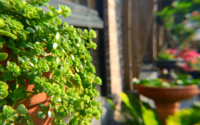 Anping Western-style House