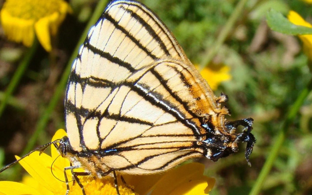 Plaza Caldas da Imperatriz Resort & Spa