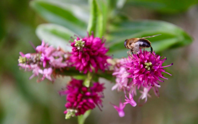 The Dongola Guesthouse