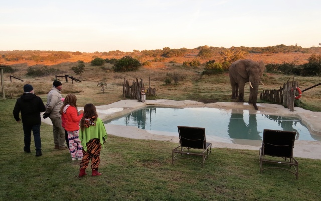 Hlosi Game Lodge - Amakhala Game Reserve