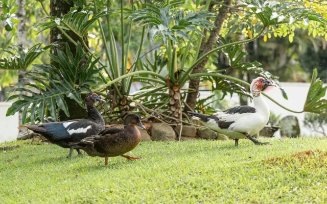 Hotel Steinhausen Colonial