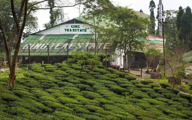 Ging Tea House