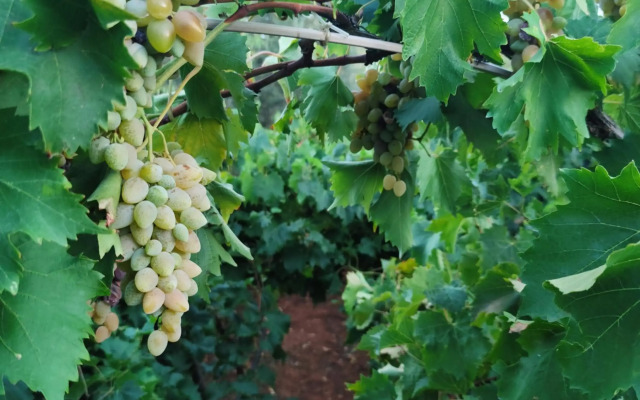Masseria La Foggia