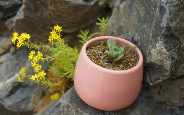 Saigonese Trekking House - Hostel