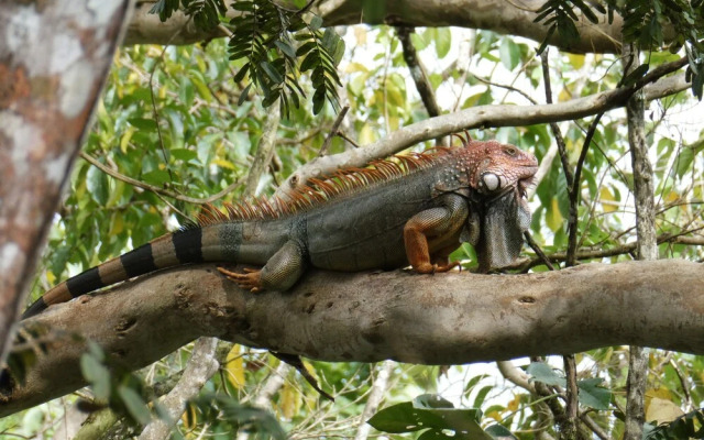 Hostel & Camping Alouatta