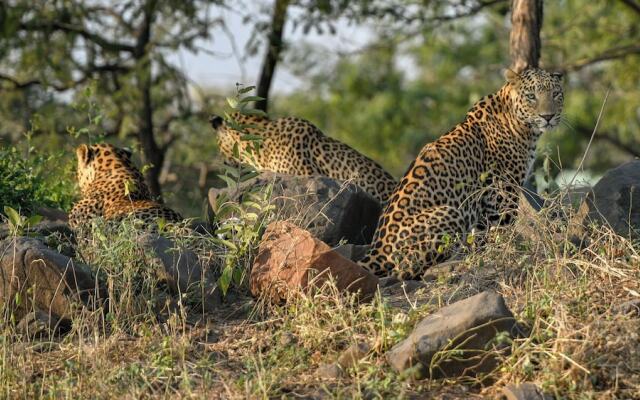 The Postcard Gir Wildlife Sanctuary