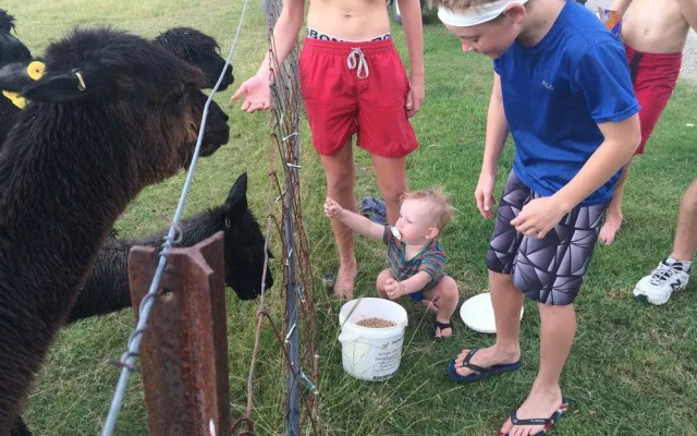 Starline Alpacas Farmstay Resort