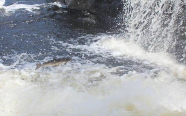 Отель Deer Lake Horizon 