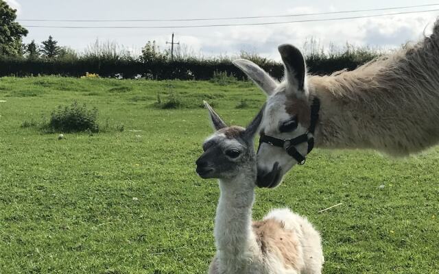 The Beautiful Lazy Llama Shepherd Hut Farm Stay