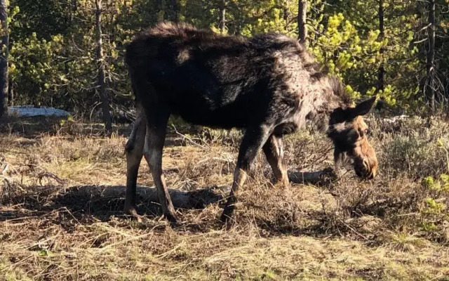 Yellowstone Crossing Lodge