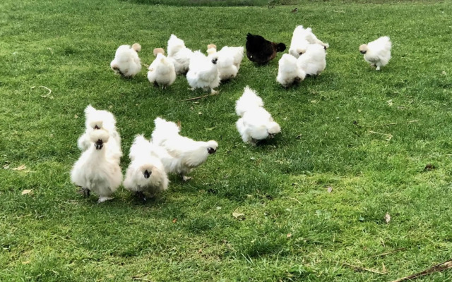 @Taradise-Opunake - eco-friendly Coastal hideaway