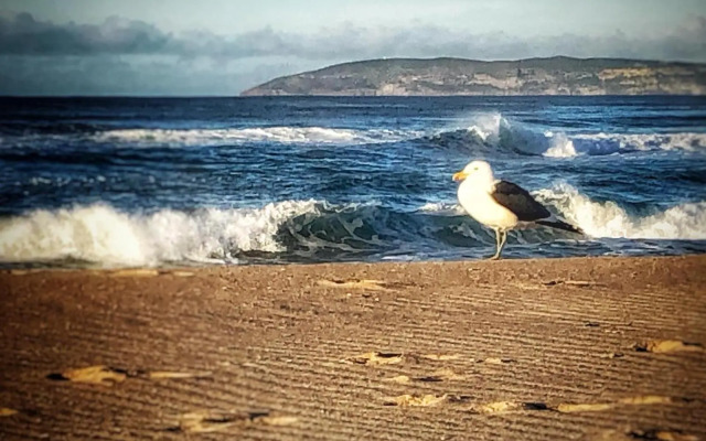 Ocean Pearl Apartment