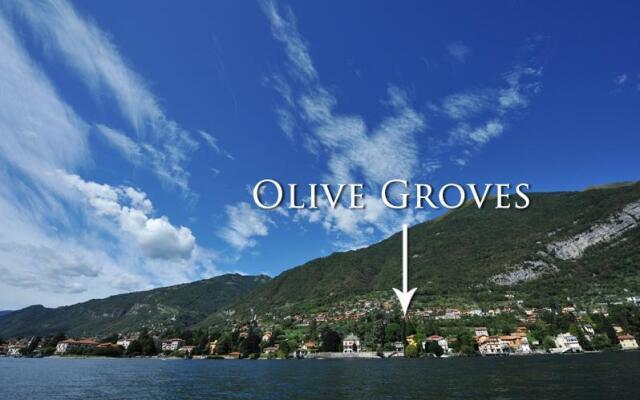 Olive Groves