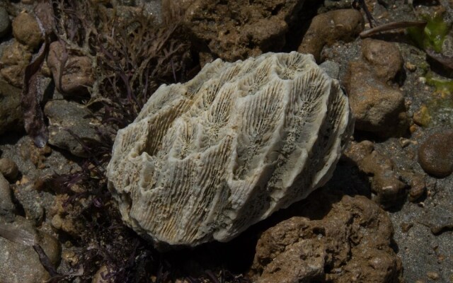 Pangani Cliffs Lodge