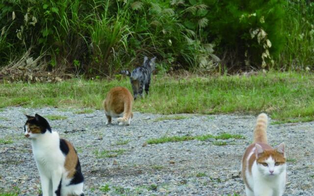Okinawa Freedom