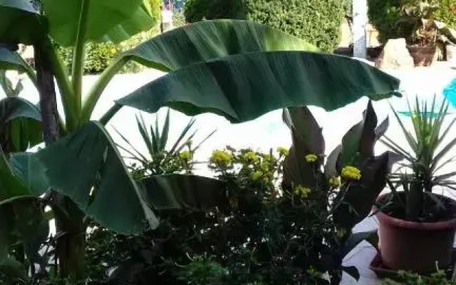 Palatinus Apartmanok