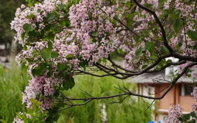 Lijiang Ruixi Xijianshu Yinluxury Fragrance Hotel