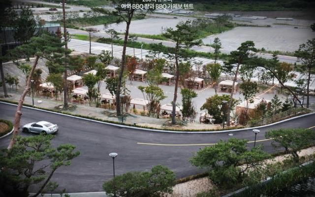 Pine Forest